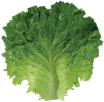 Whole Leaf